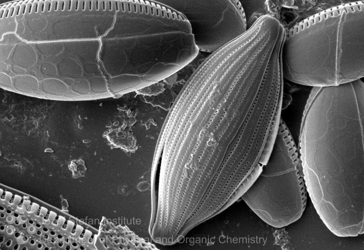 Diatoms on the coating surface, Adriatic sea, Slovenia