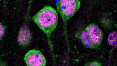 Arhiv novic Arhiv novic